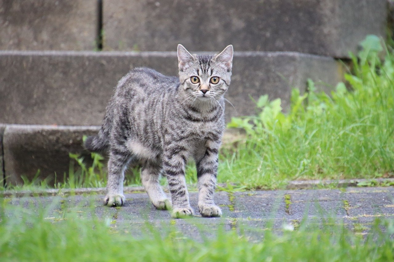 Tips for Managing Pet Anxiety During Thunderstorms